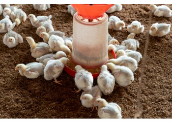 Como montar um criatório eficiente para aves recém-nascidas